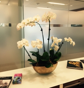 Orchid Galore